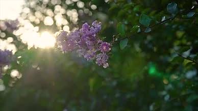 4k实拍唯美阳光下的紫荆花意境视频的预览图